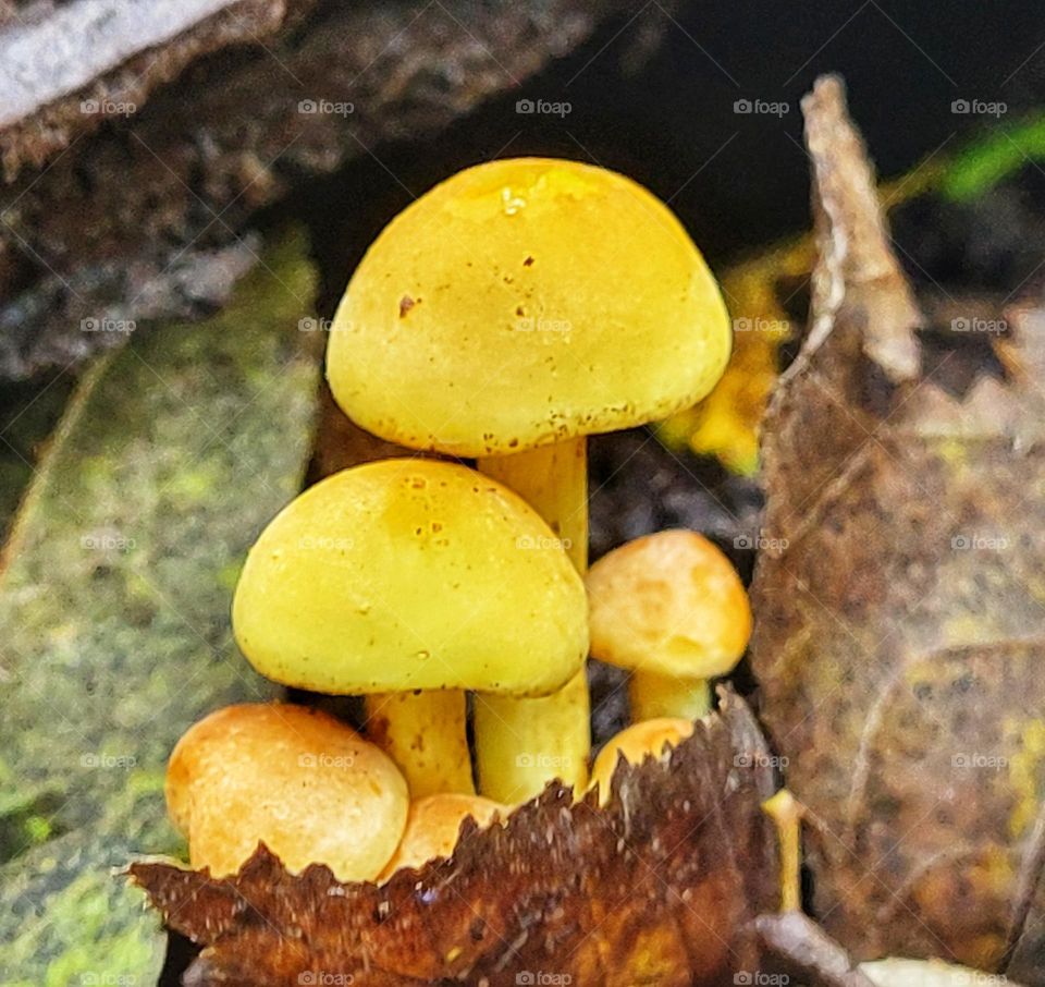 Little mushrooms