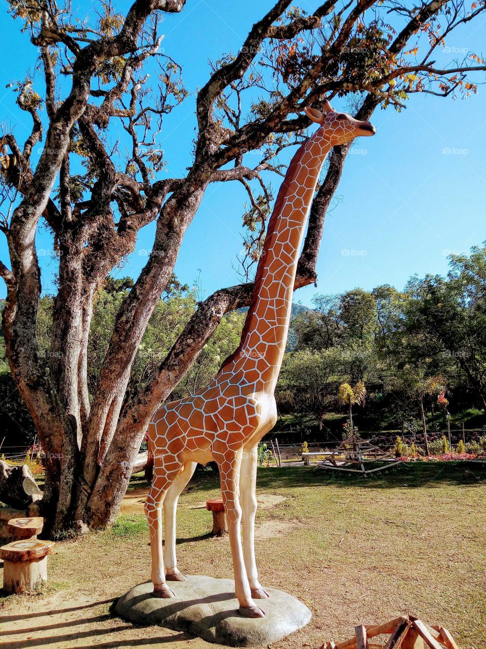 giraffe