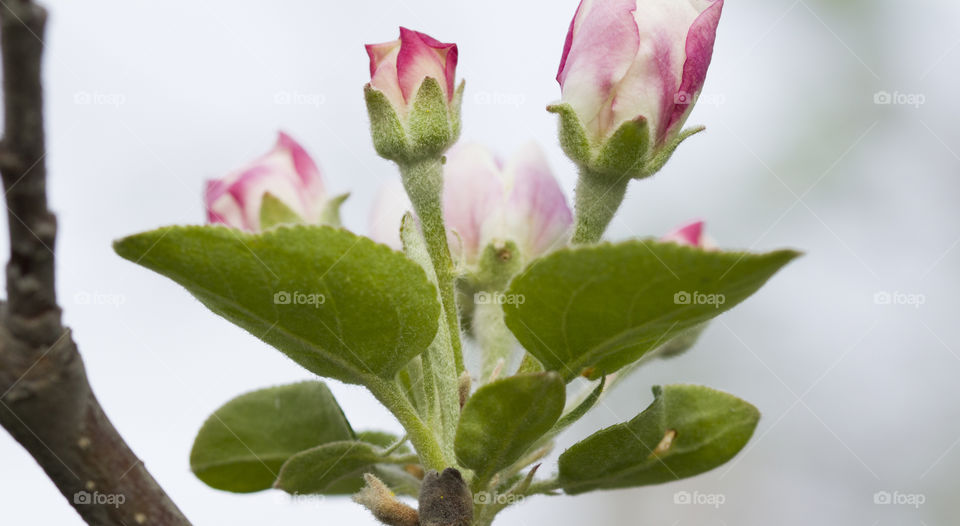 Apple blossom: closed bud. Pink and white are colors of spring