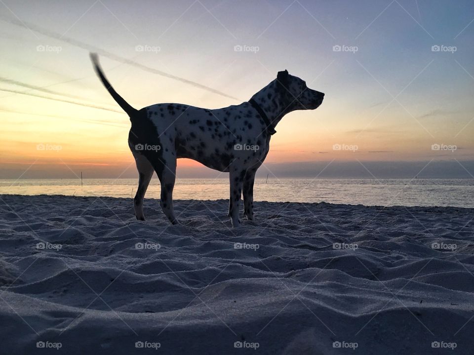Dog on the beach at sunrise 