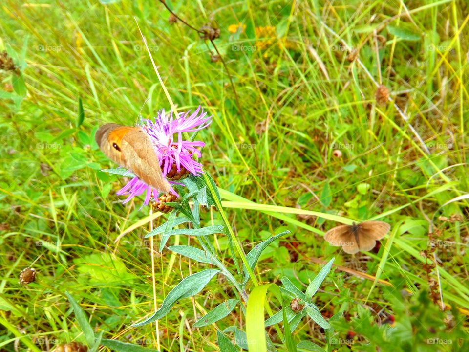 butterfly on the field colors