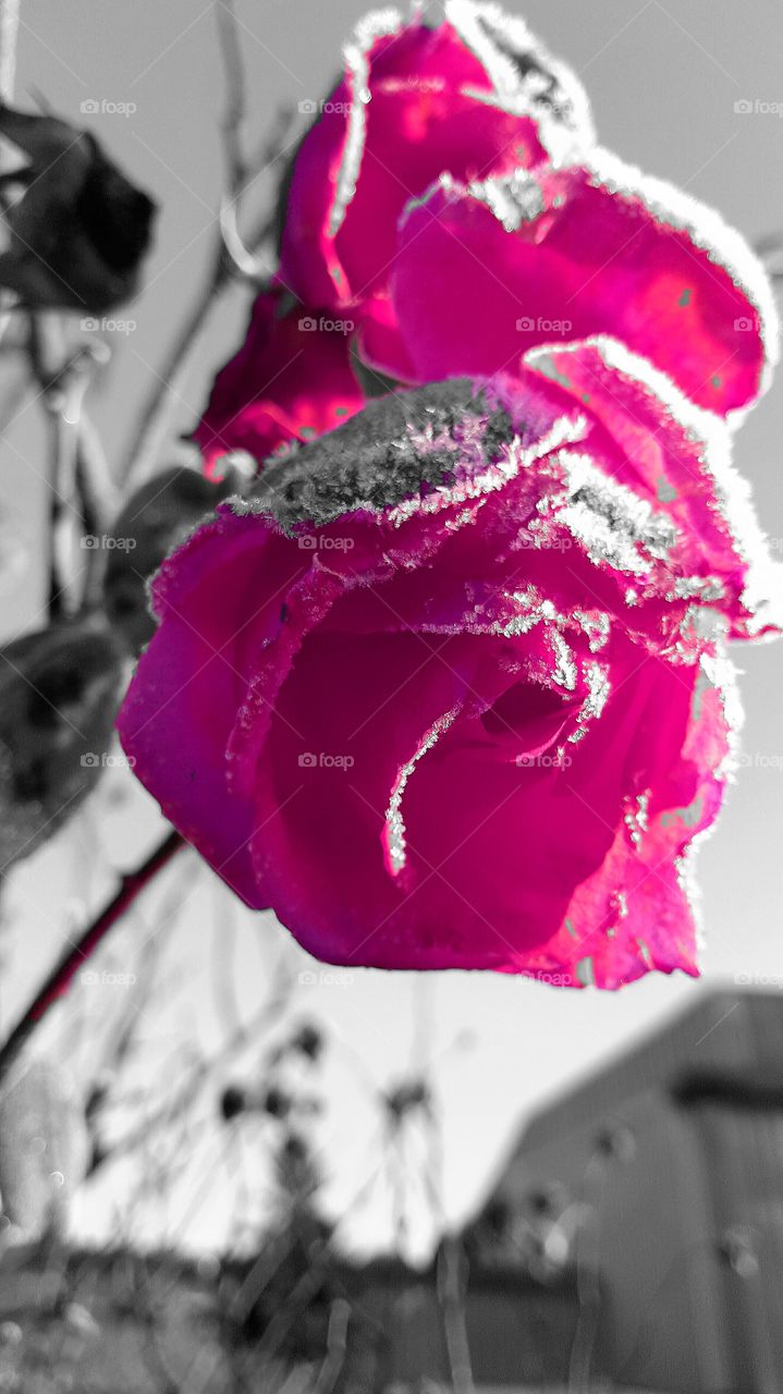 Flower, Rose, No Person, Love, Romance