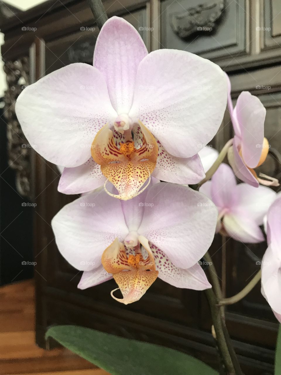 My blooming orchids 