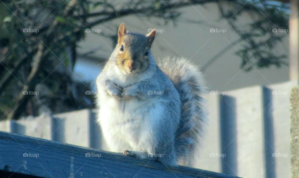 The praying squirrel 🙏🐿