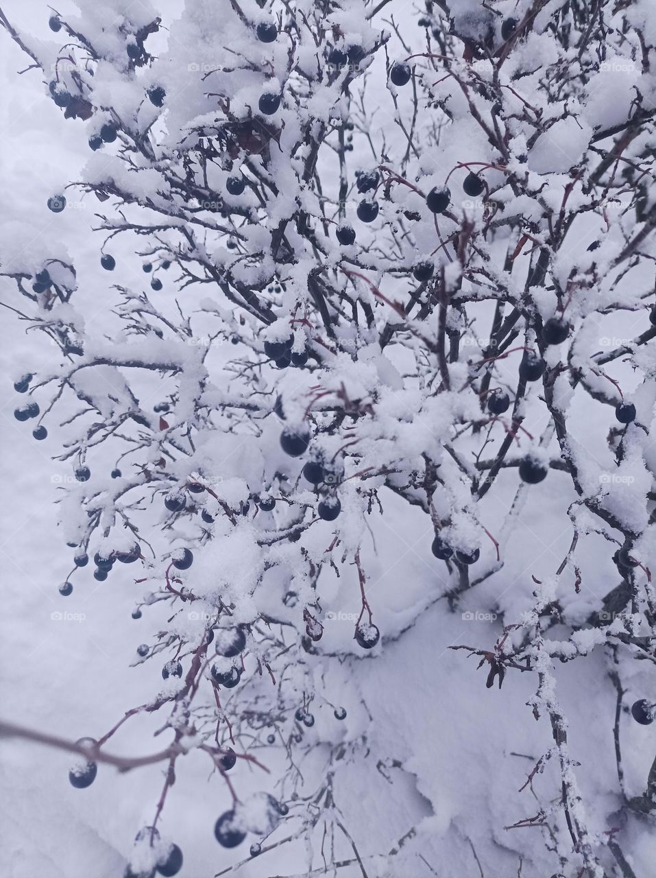 Berries in snow
