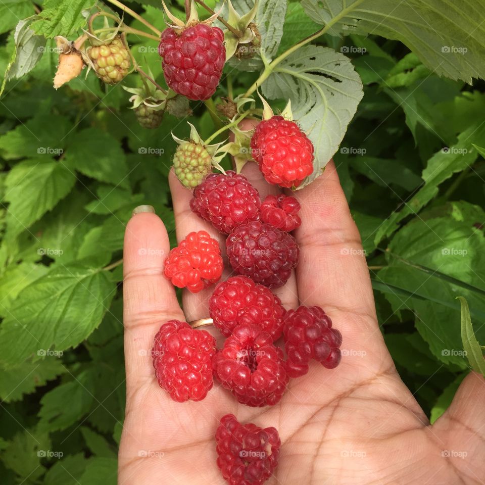 Raspberries . Red raspberry picking