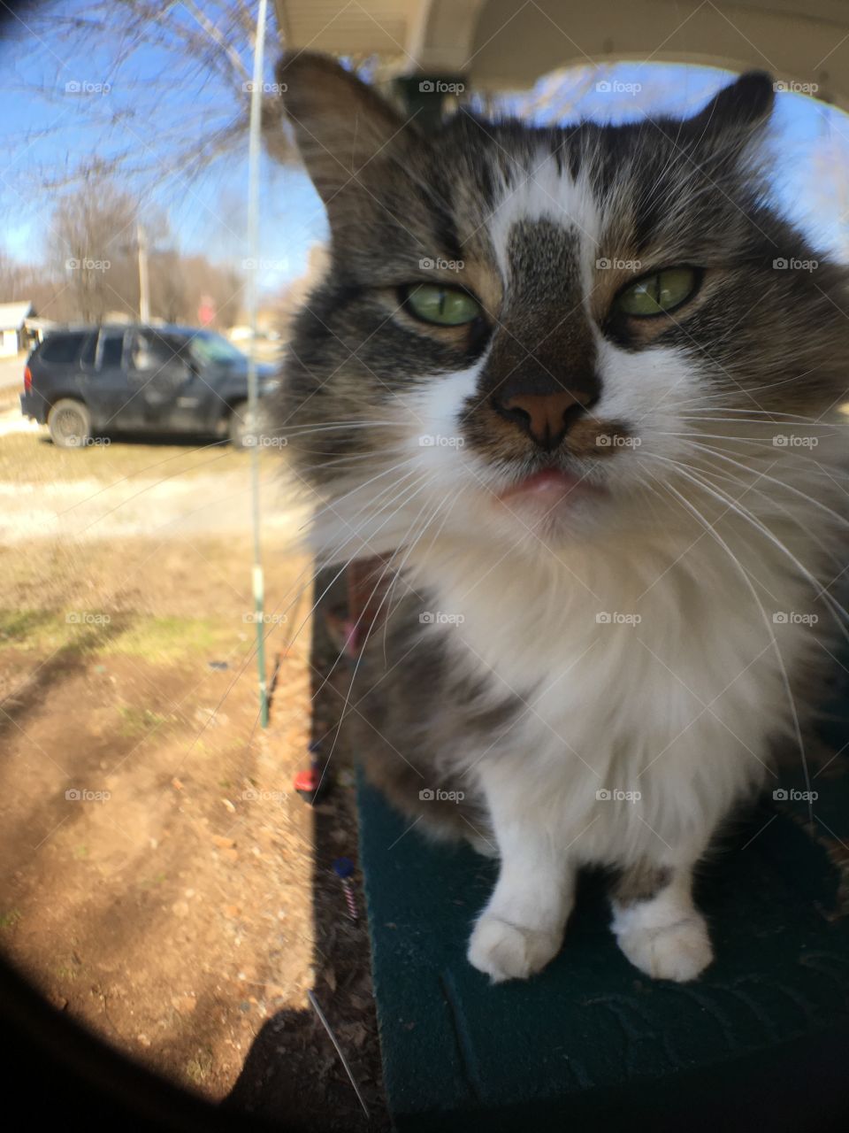 Whatcha lookin at? Meow, pretty girls my name I’m so sweet and fluffy all I want is love.