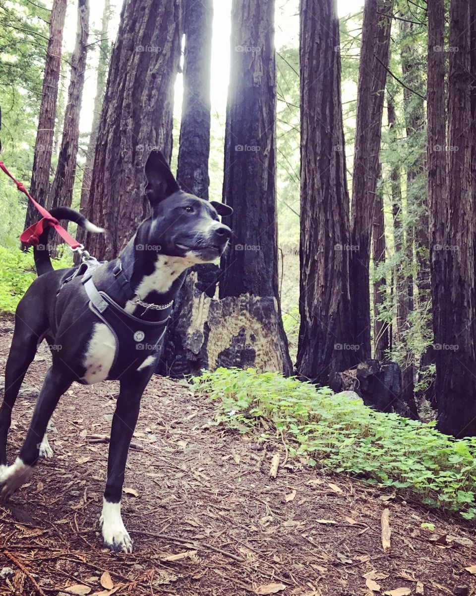 Summer Stroll Through The Redwoods