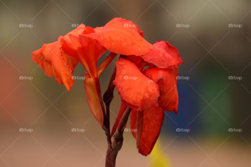 Vivid Orange Big Canna Flower on Blur Background