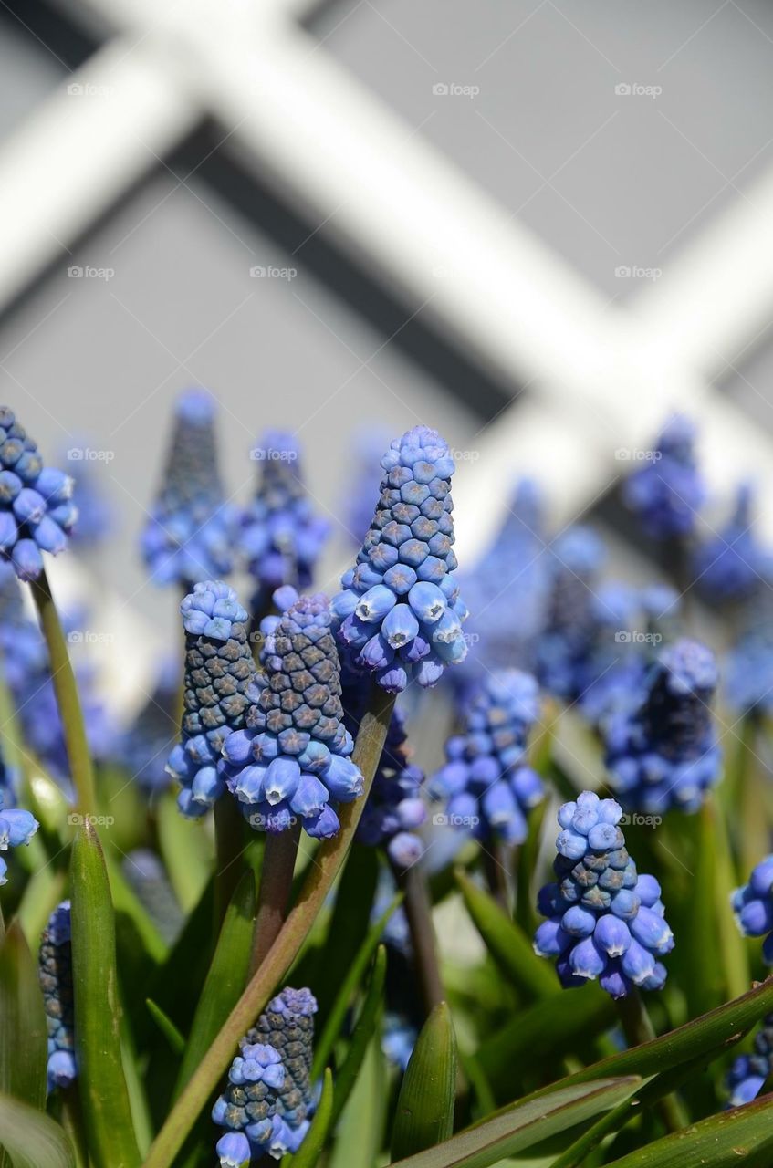 Spring flowers