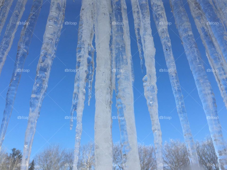 Icicles with clear blue sky background and tree line in winter, Maine.
