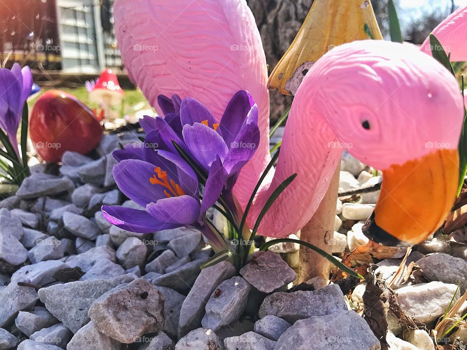 Flamingoes & crocuses 