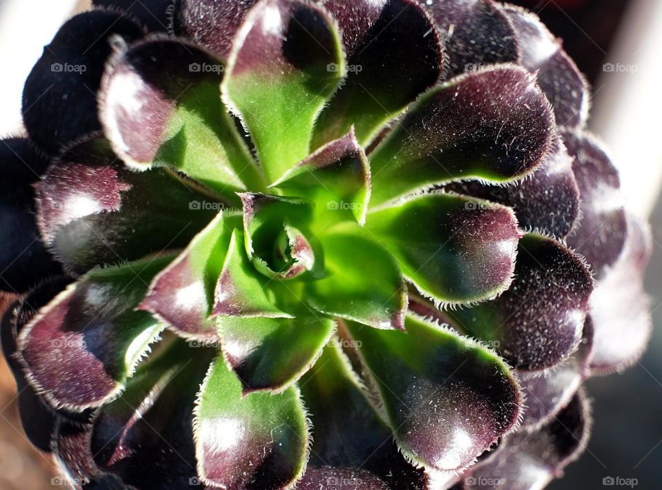 plants around the us