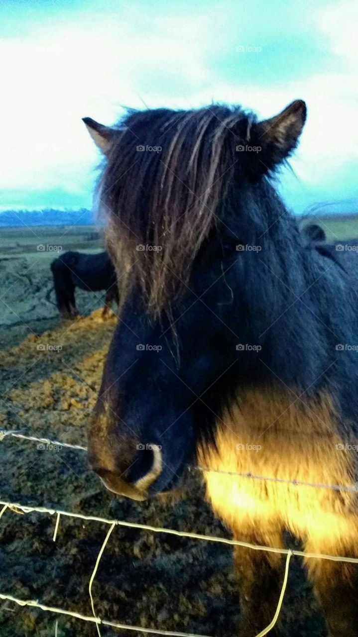 Icelandic horse