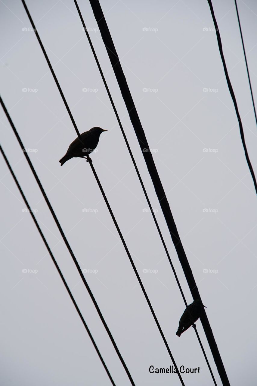 Birds on a power line downtown on a beautiful day