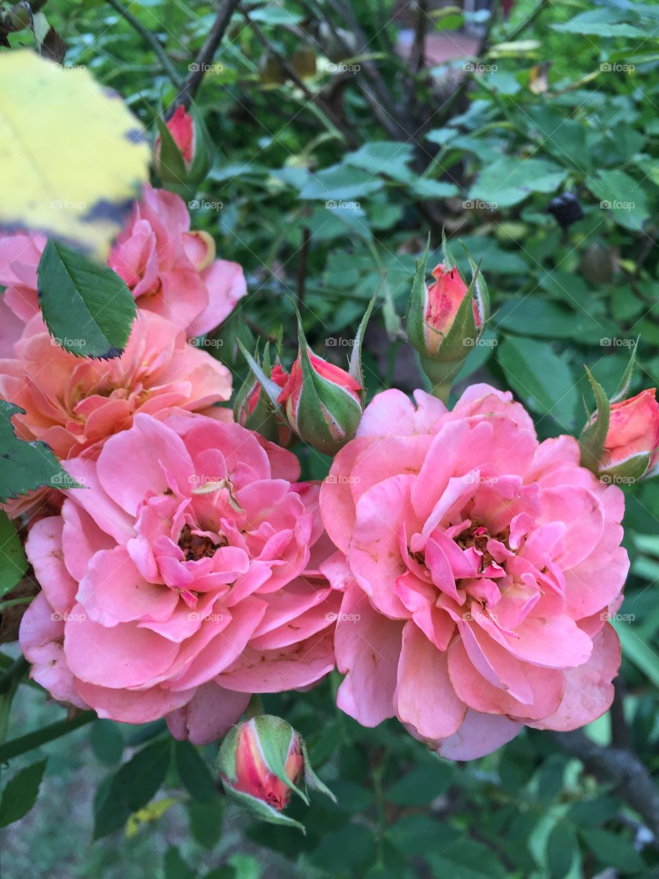 Beautiful blooming pink roses in garden.