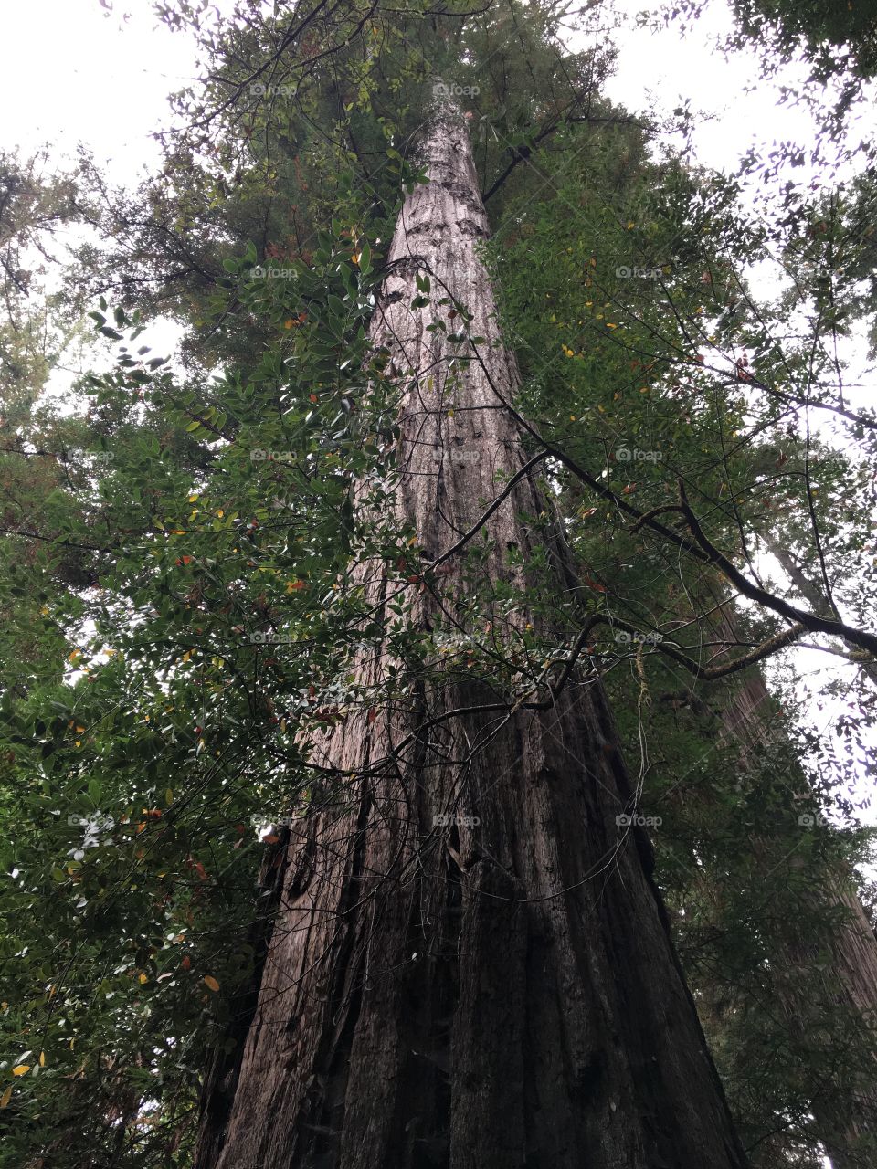Old redwood