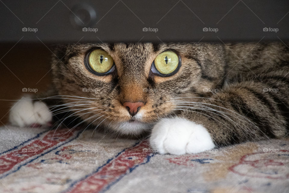 A Cat Hiding under the Couach