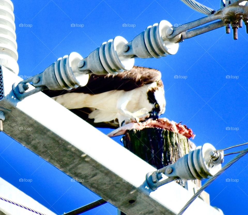 Osprey having s little take-out fish dinner 