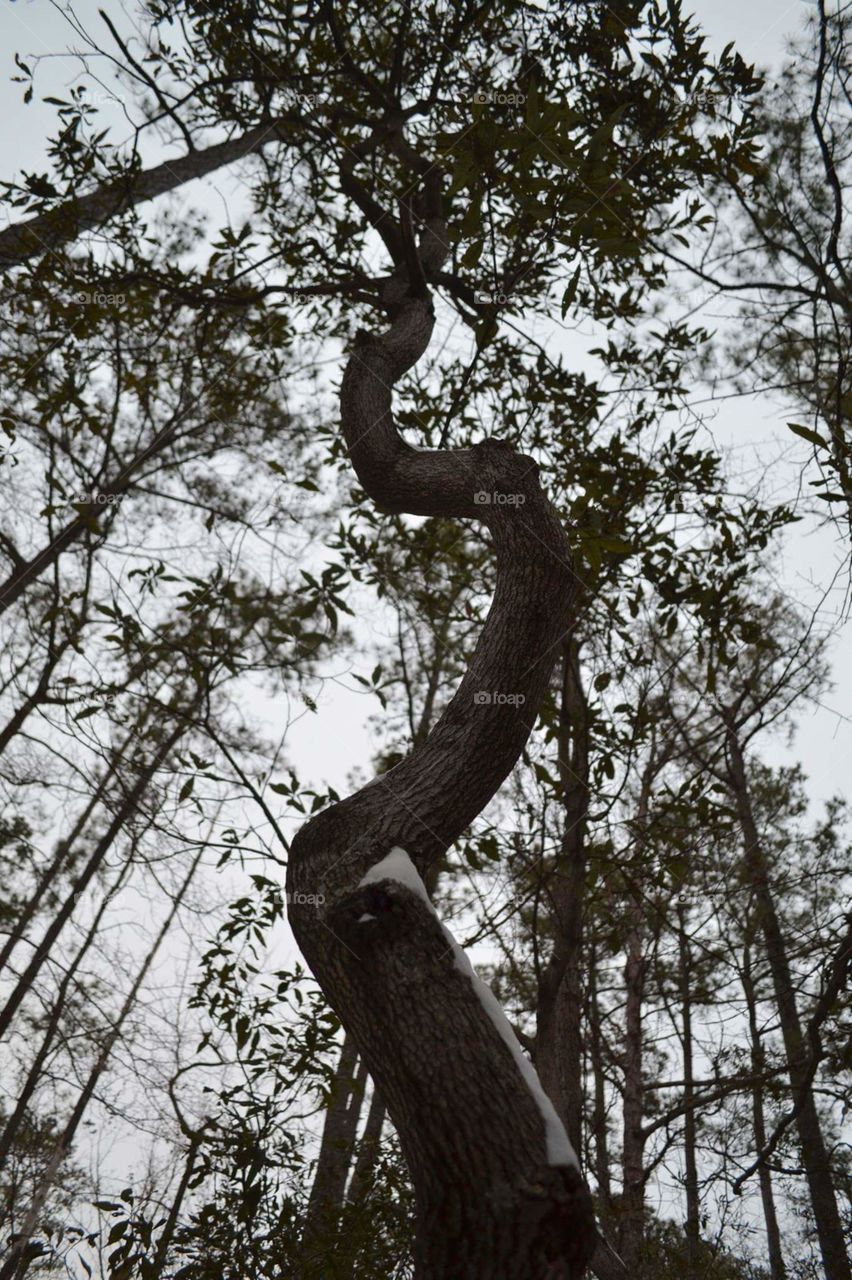 Twisted Tree 