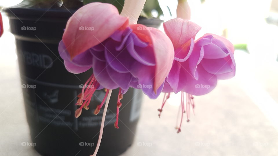 fuchsia hybrid vacker blomstertid i skimrande färg trädgårdsblomster i skimrande färger blommar för fullt i skimrande färg trädgårdsblomster i skimrande färg trädgårdsblomster i skimrande färger