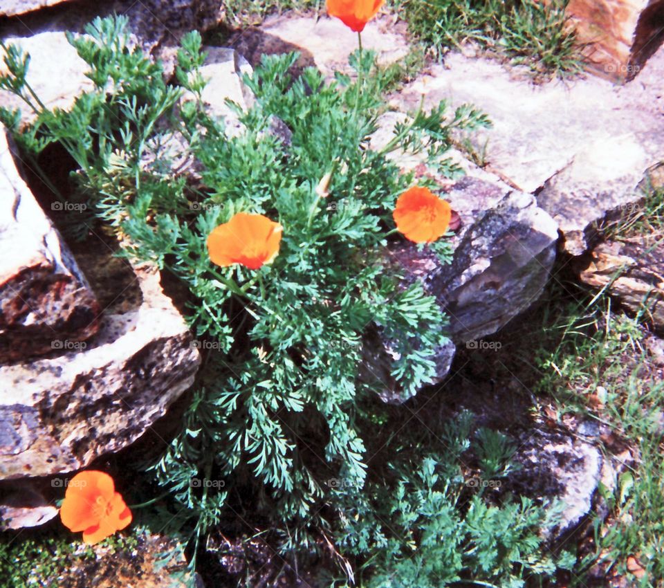 bright orange poppy flowers growing in between piled stones