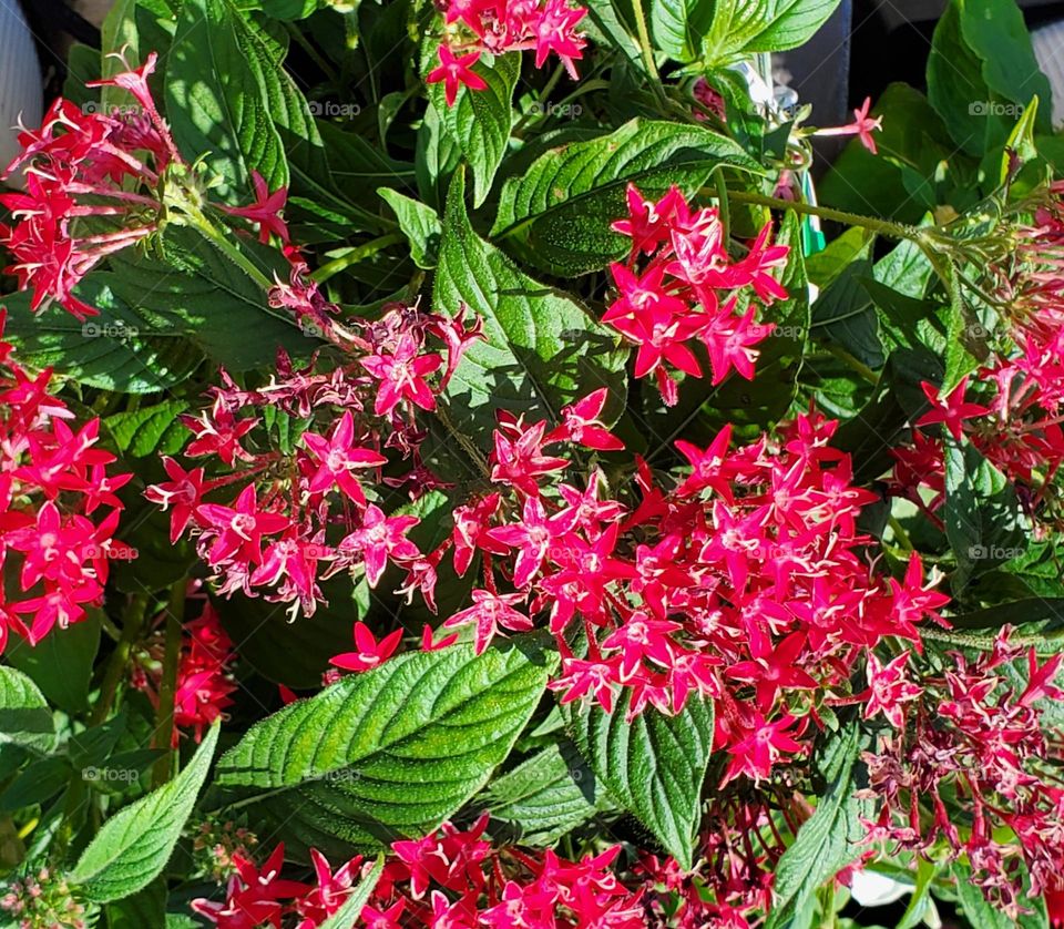 Red Flowers in Sunshine