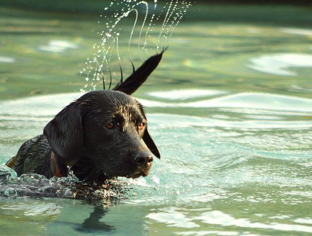 Dogs in summer 