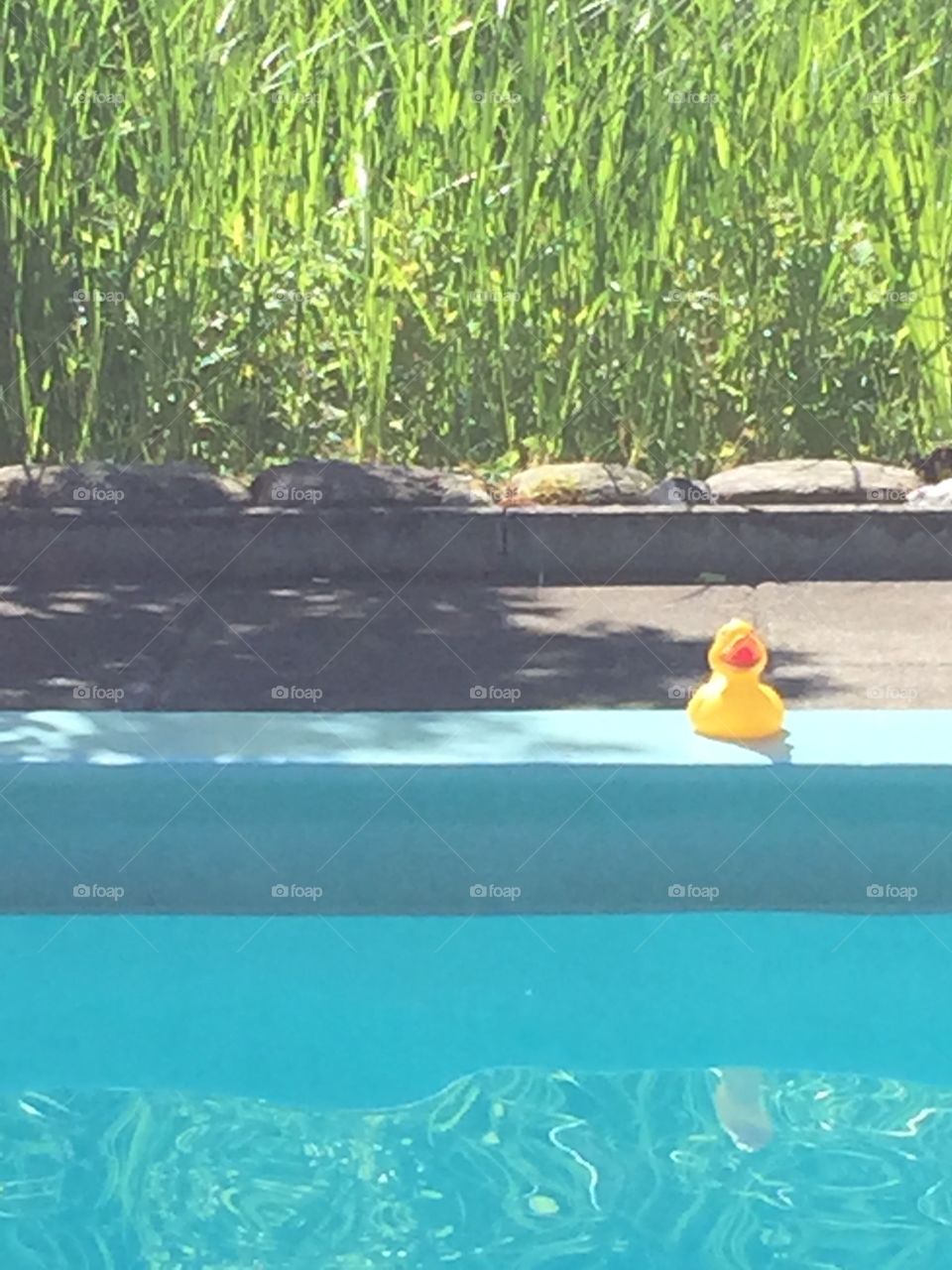 Quietscheente goes swimming - rubber duck at the pool