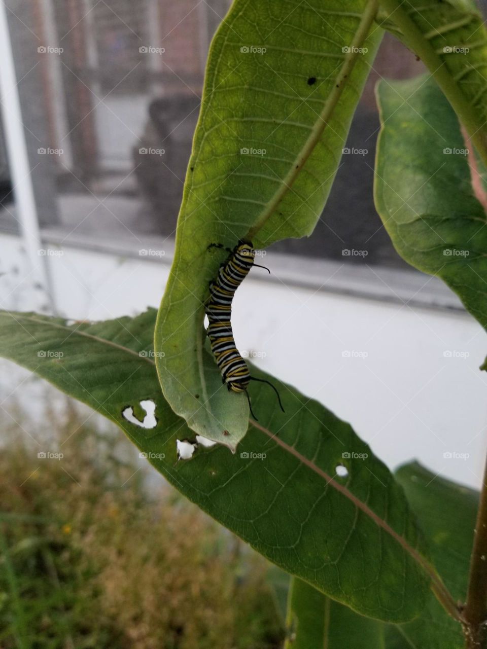 Monarch caterpillar on milk weed leaf