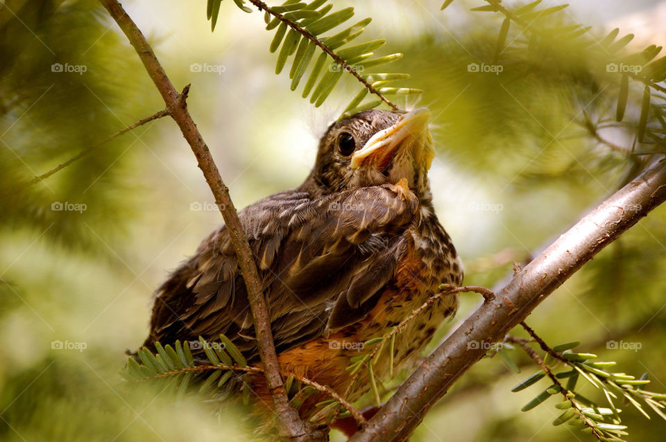 baby tree bird nest by refocusphoto