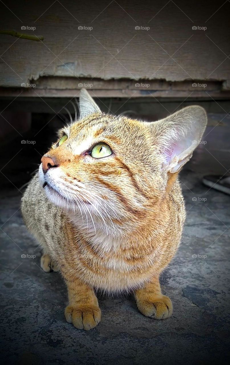 Indian Cat