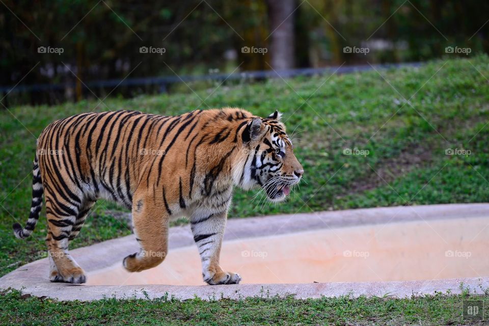 Bengal tiger