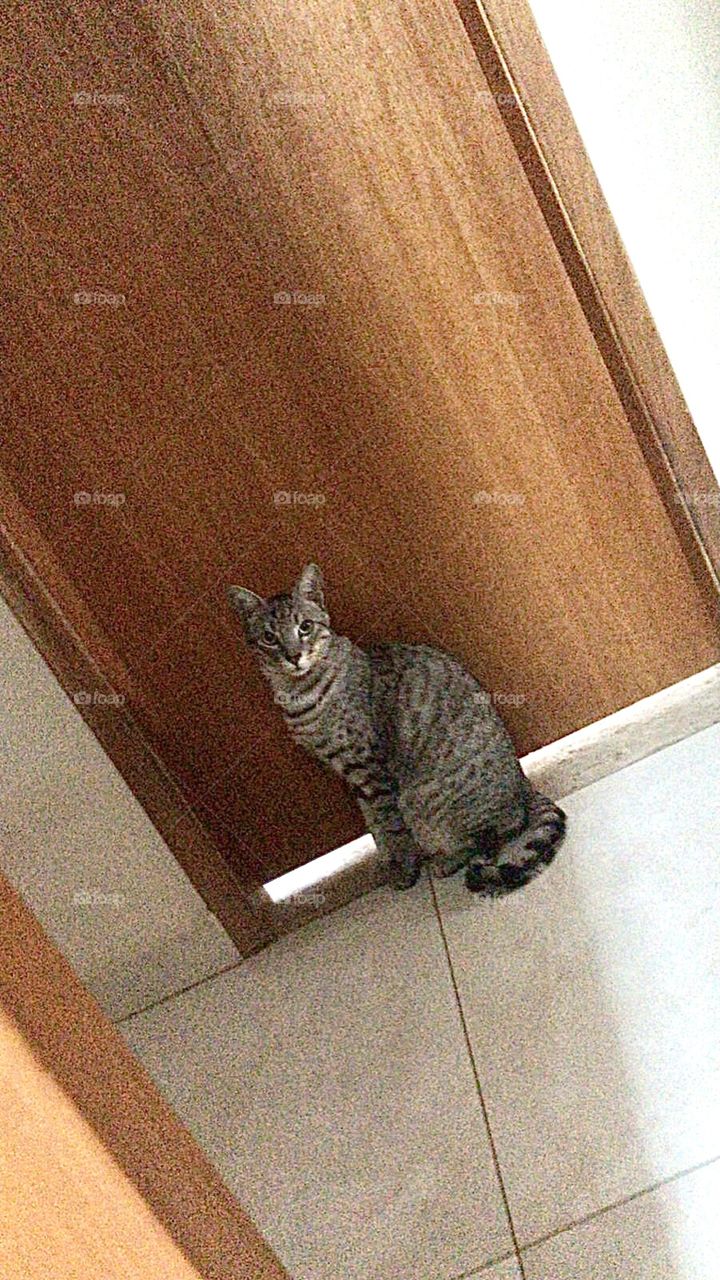 Could you please open this door, human? 