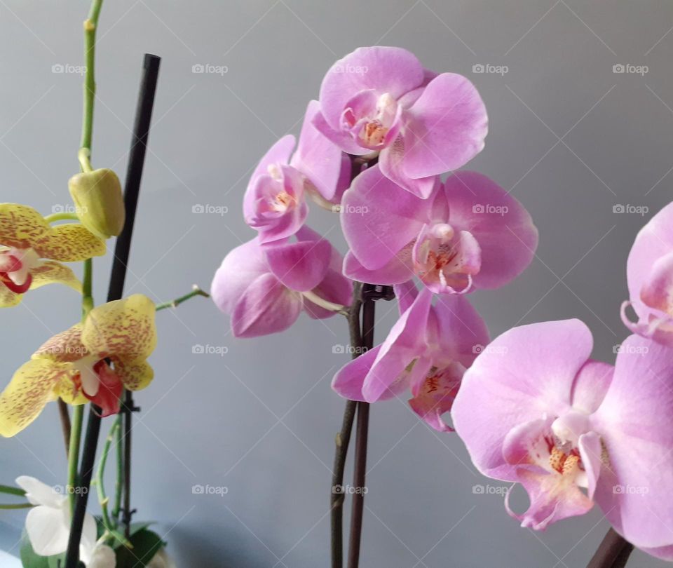 my favorite orchids