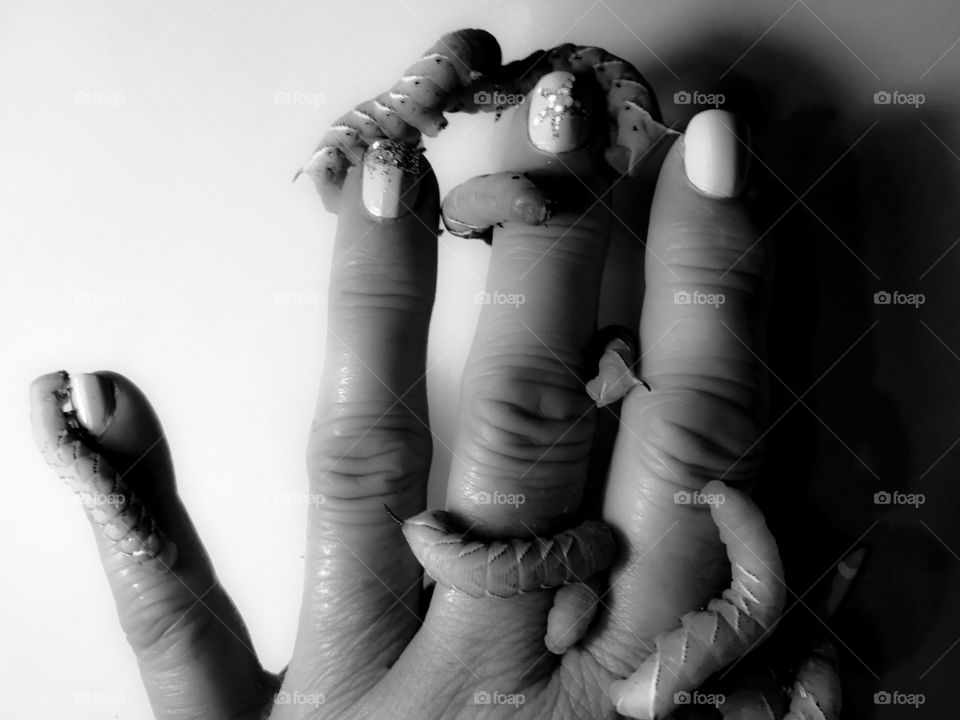 B & W shot of my hand with my Bearded Dragon’s dinner, (hornworms), crawling over my fingers. The bright angled light creates deep shadows & accentuates my light & glittery manicure & the horns & striations on the hornworm bodies. Hand jewelry! 💍