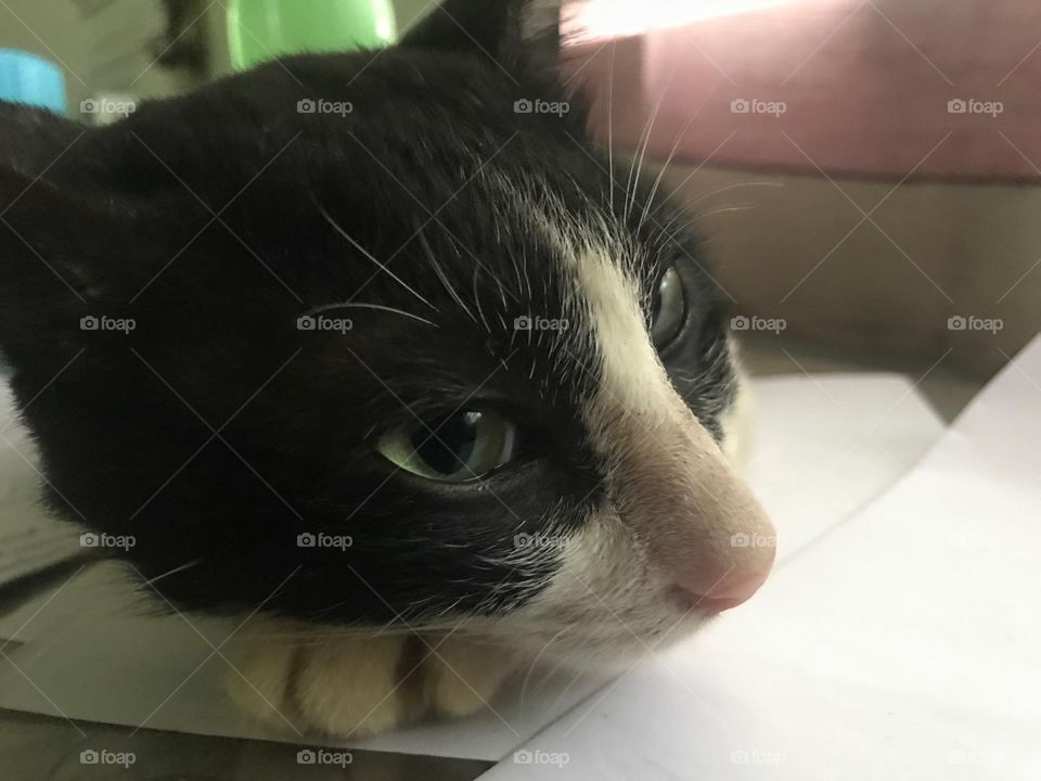 Our little darling Miming!