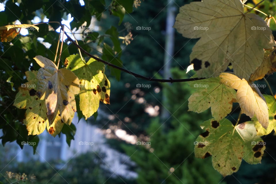 Sunlight hitting some fading Autumn leaves that are just about to fall 