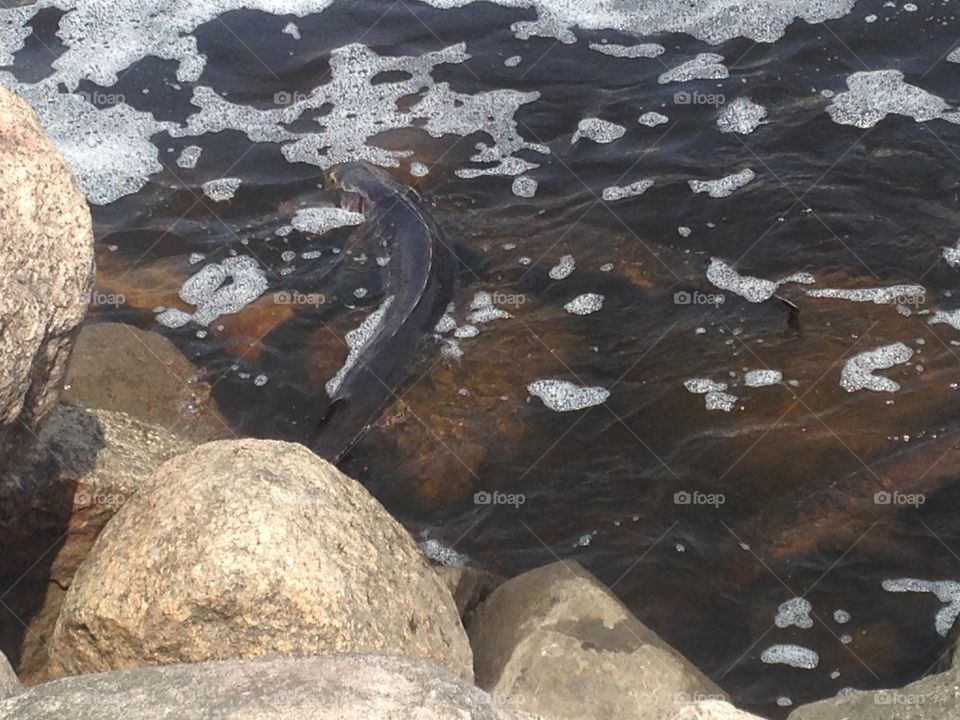 Rolling sturgeon. The sturgeon laying eggs in the stream