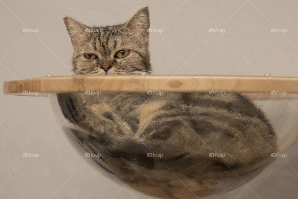 Cat in bed bowl 