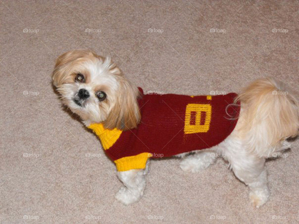 Hail to the Redskins. Tiny Shih Tzu wears her favorite team colors on game day. Go Redskins!