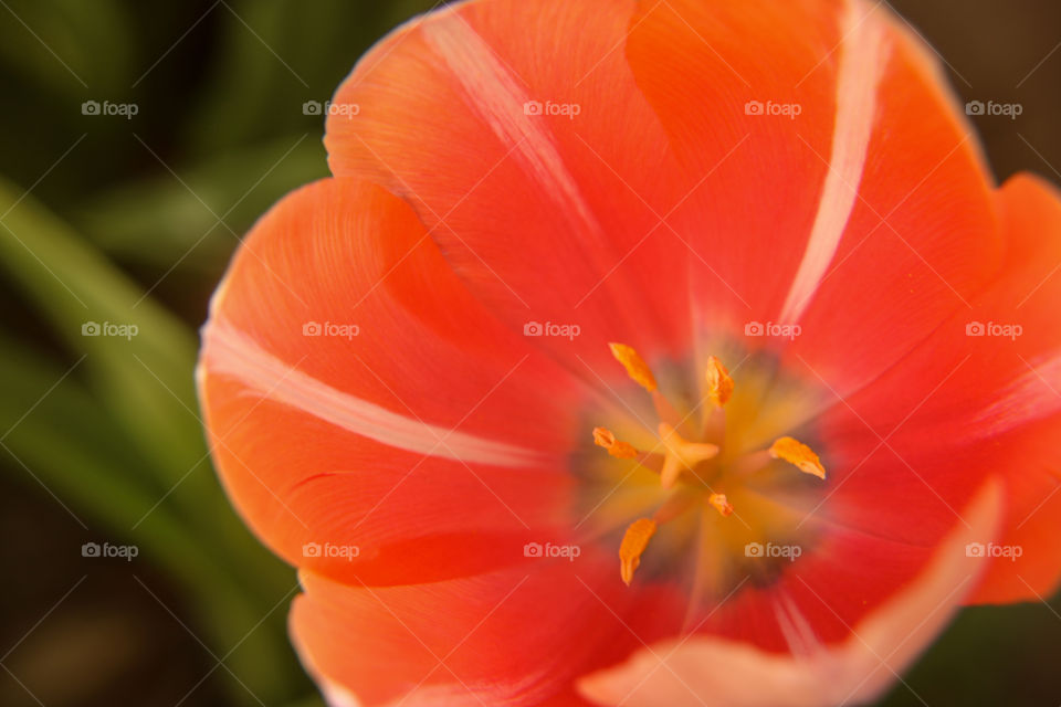 Orange/pink tulip