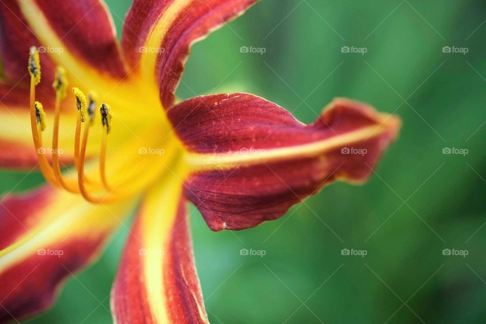 blossom close-up