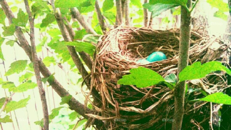 bird nest