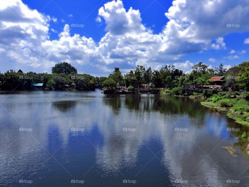 Animal kingdom