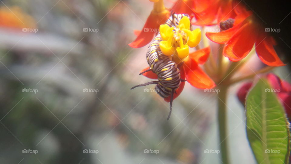 Nature, Flower, Outdoors, Insect, No Person