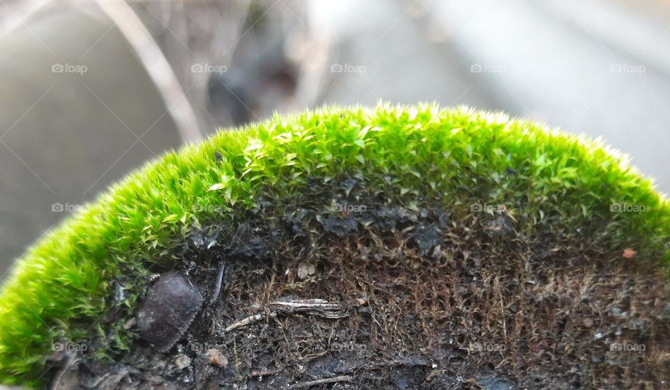 poganatum plants grow on a roof