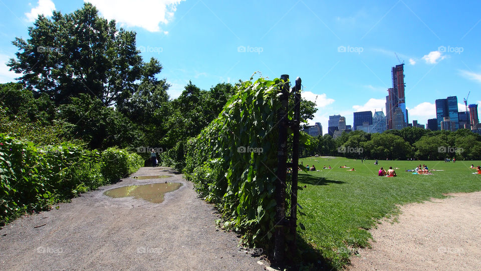 trees forest by patrickholland