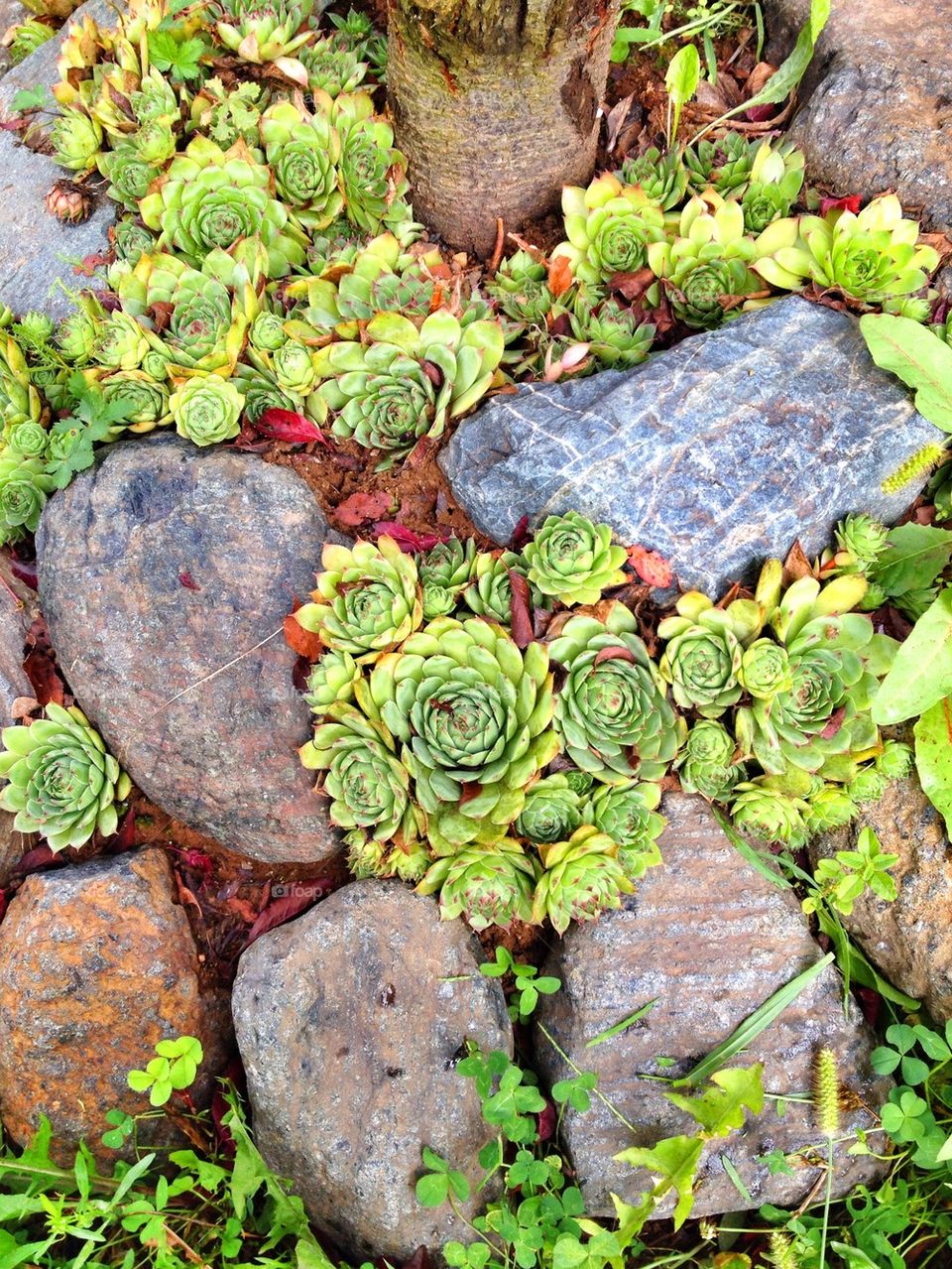 stone flower