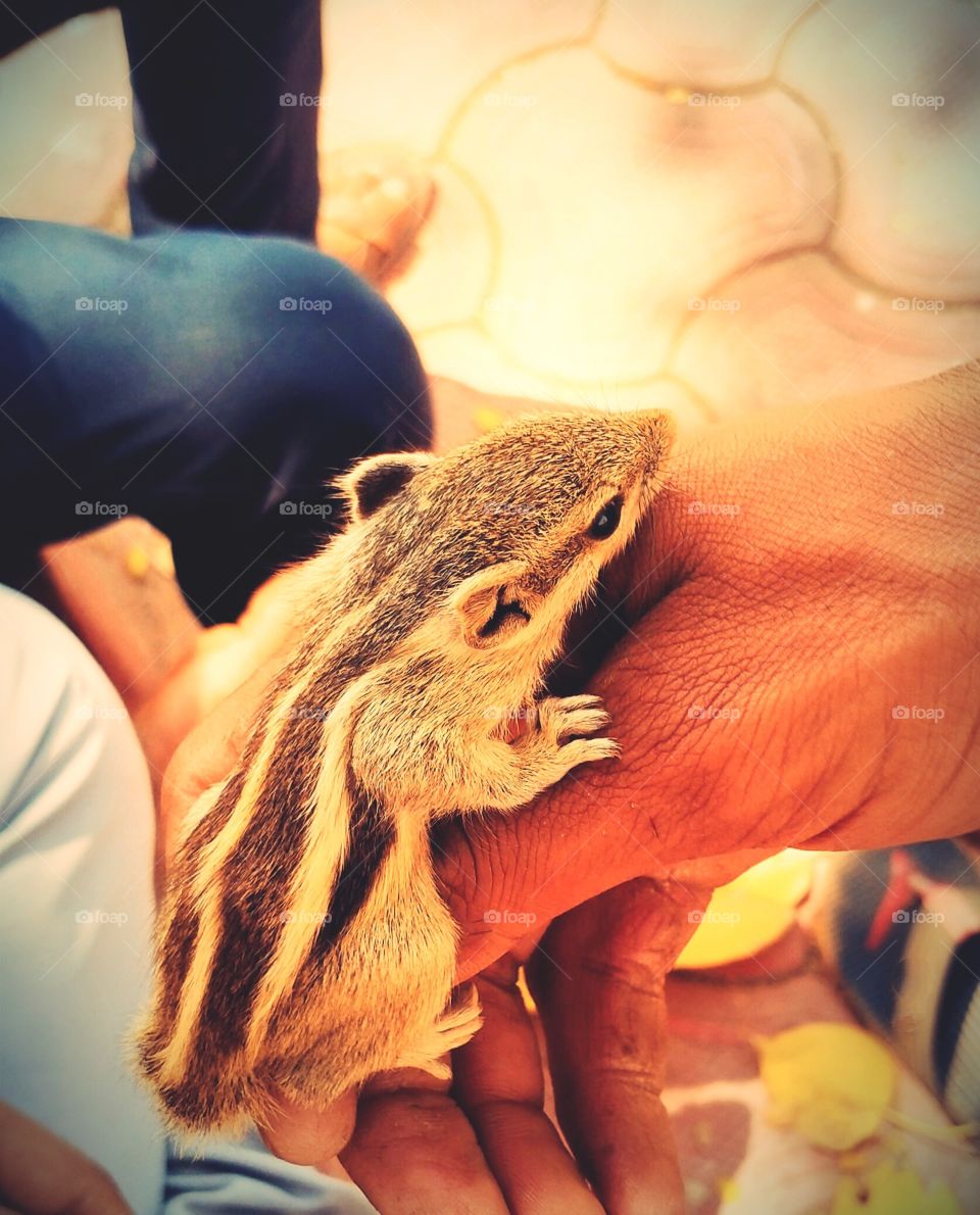 Squirrel 🐿️ Sitting pose on hand Shot on Camera